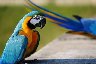 Close-up of blue parrot perching on leaf