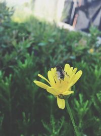 Close-up of bee pollinating on yellow flower