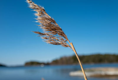 Close up of reed by sea  against sky