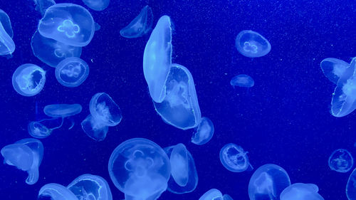 Jellyfish swimming in sea