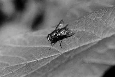 Close-up of fly