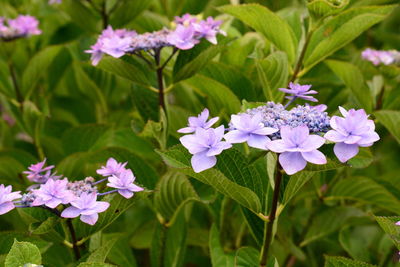Close-up of purple flowering plants