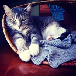 Close-up portrait of cat relaxing