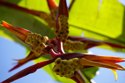Close-up of insect on plant