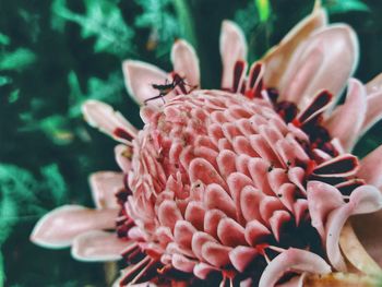 Close-up of pink flower