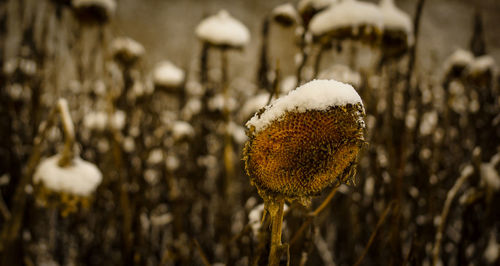 Close-up of snow on field