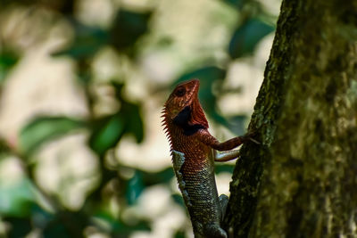 The oriental garden lizard, bloodsucker is an agamid lizard found widely distributed in indo-malaya.