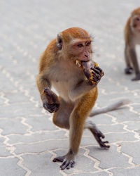 Monkeys eating outdoors