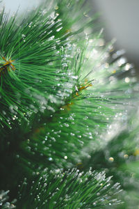 Close-up of raindrops on pine tree