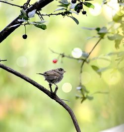 Low angle view of bird perching on branch