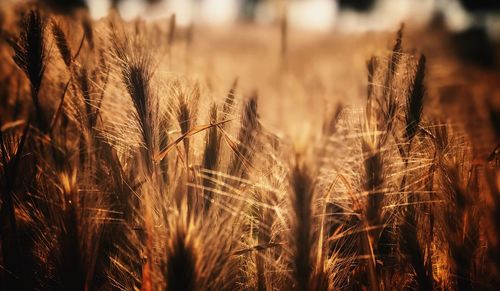 Close-up of stalks in field