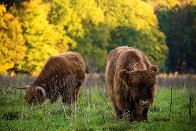 Scottish highlanders standing on field