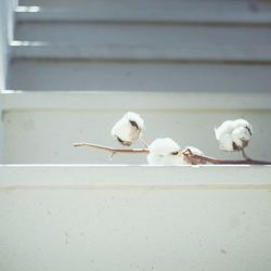 Close-up of bird perching on white wall