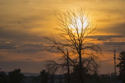 Silhouette bare tree against orange sky