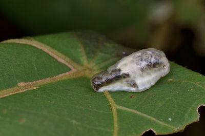 Close-up of insect on plant