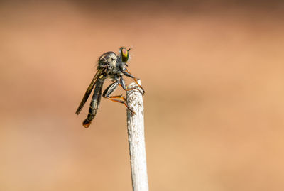 Close-up of dragonfly