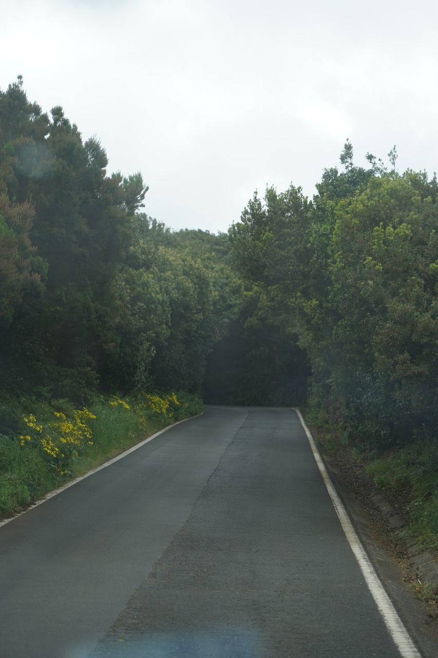 ROAD AMIDST TREES IN FOREST