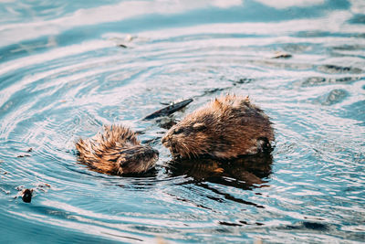 Two muskrats in a lake