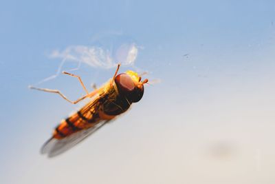 Close-up of insect