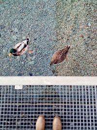 High angle view of ducks in water
