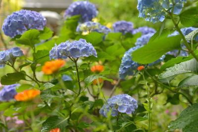 Close-up of purple flowers blooming