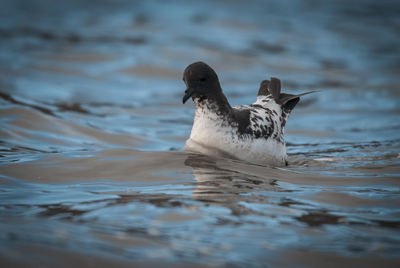 Cape petrel