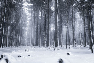 Trees on snow covered forest