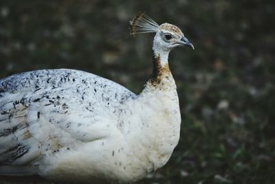 Close-up of peacock