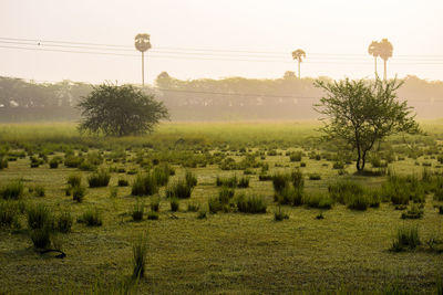 Scenic view of agricultural field against sky