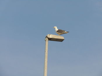 Low angle view of seagull perching on pole against clear sky