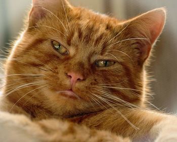 Close-up portrait of ginger cat