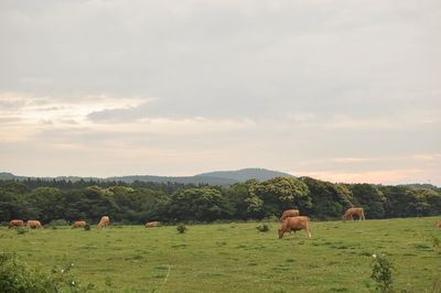 Horses grazing in a field