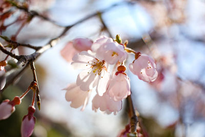 Close-up of pink cherry blossoms in spring