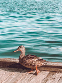 High angle view of mallard duck on lake