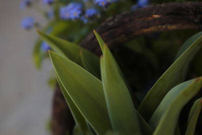 Close-up of fresh green plant