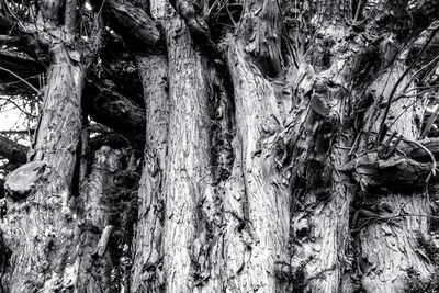 Full frame shot of tree trunk