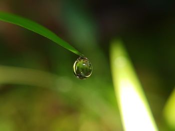 Close-up of water drop on leaf