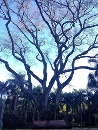 Low angle view of trees against sky