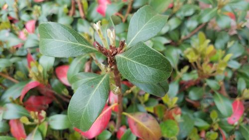 Close-up of plant