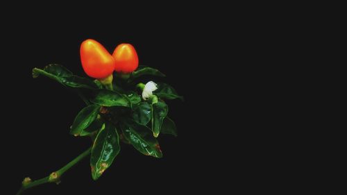 Close-up of orange flowers against black background