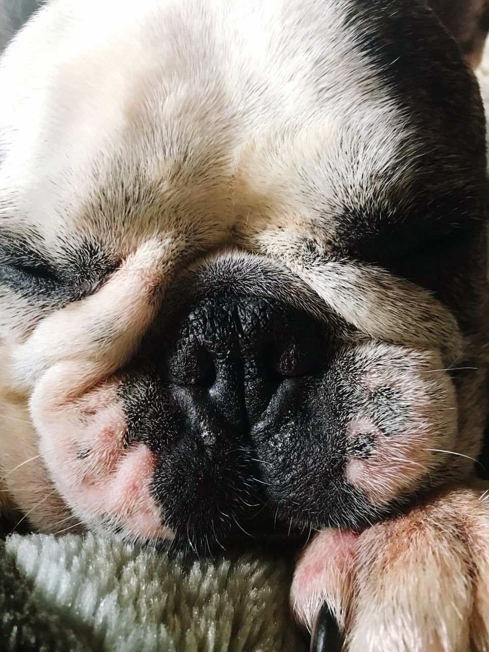 CLOSE-UP OF DOG SLEEPING IN MOUTH