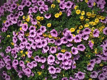 Full frame shot of purple flowering plants