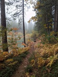 Trees growing in forest during autumn