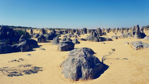 Panoramic view of sheep on beach against clear sky