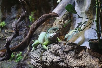 Close-up of lizard on rock