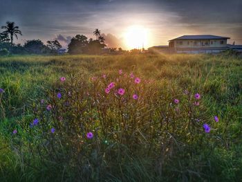 Scenic view of field against sky at sunset