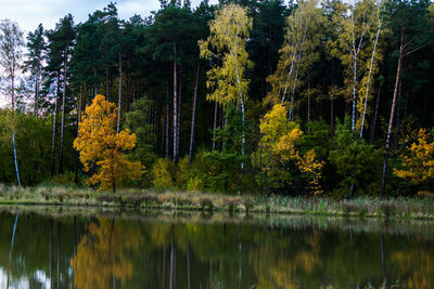 Reflection of trees in lake