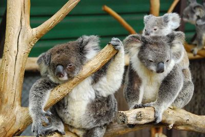 Koalas on wood at zoo