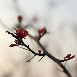 Close-up of red flowering plant