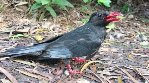 Close-up of bird